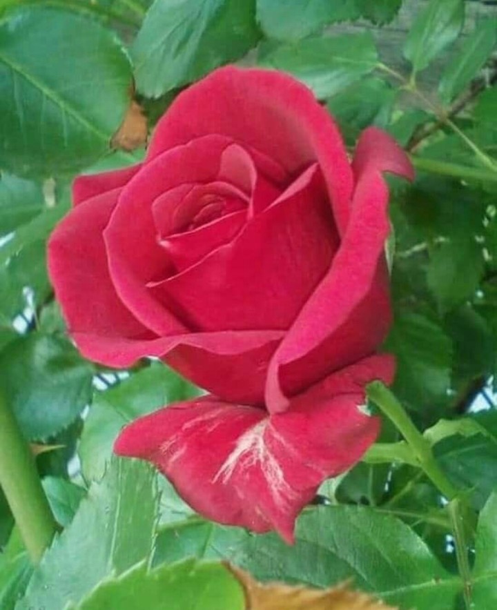 rose