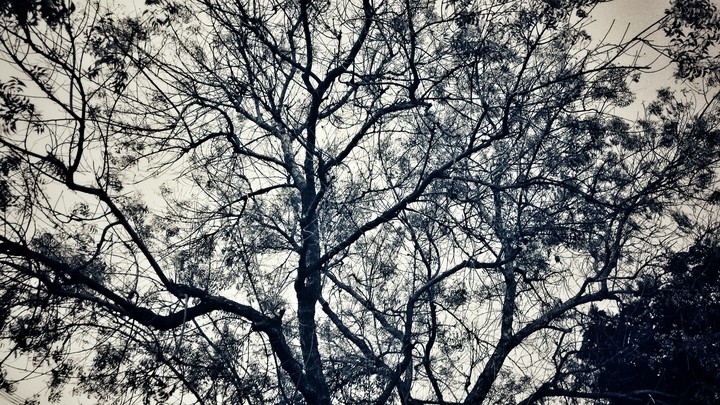 tree