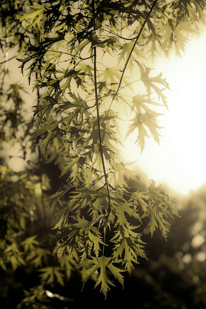 Última luz