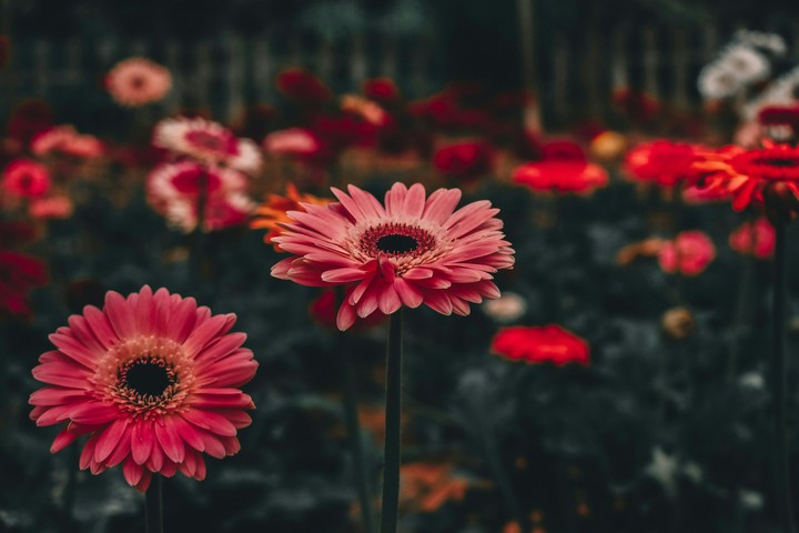 Flowers