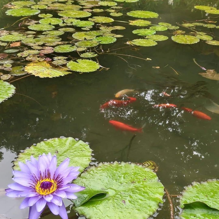 Lotus