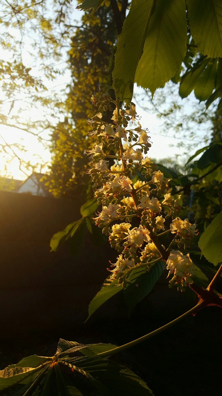 Spring bloom :)