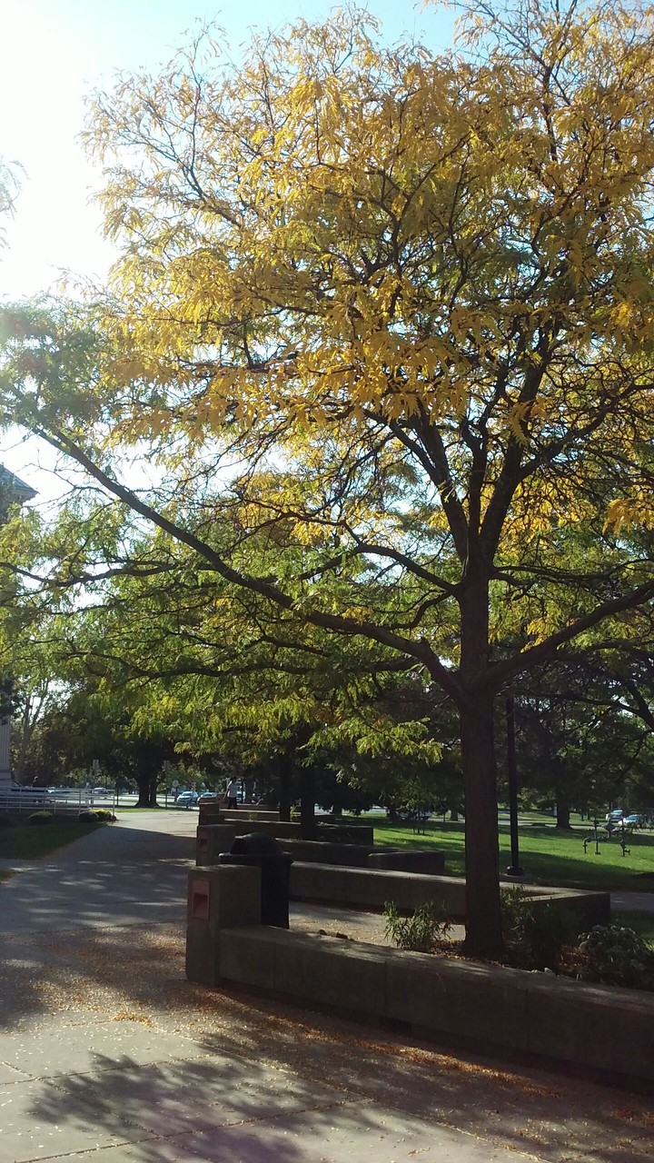 University of Buffalo~ An Autumn View