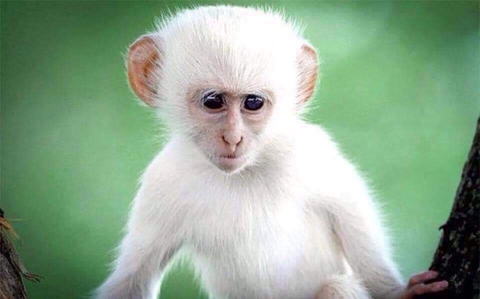 обои primate, Close-up