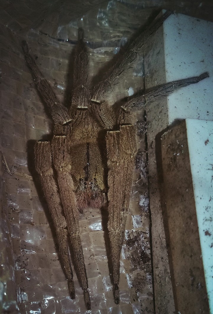 araña
