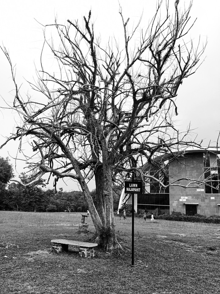 tree