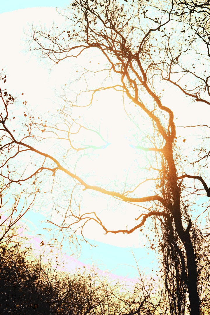 Silhouette of a Tree
