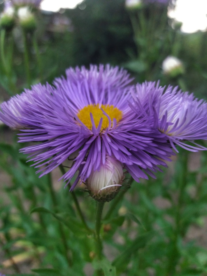 purple