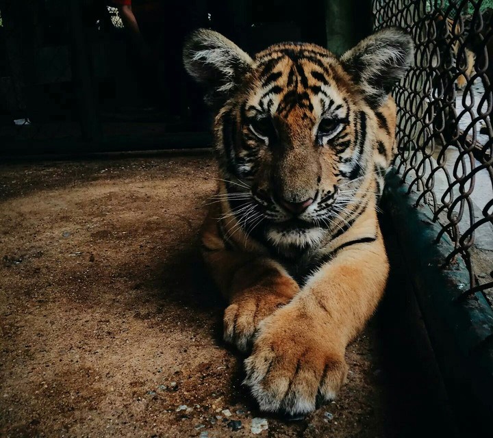 Tiger