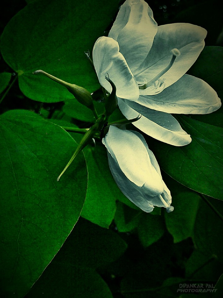 vintage flower