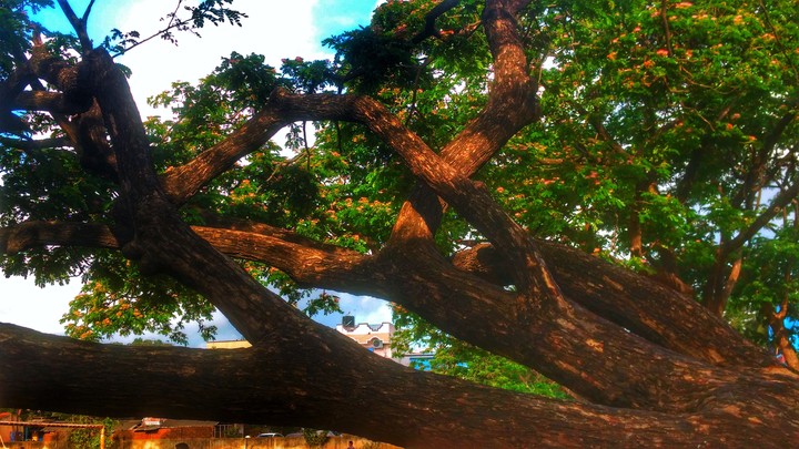 Nature beauty