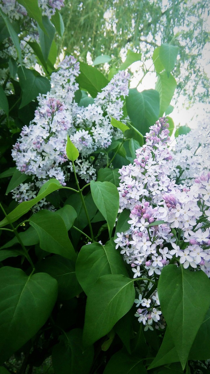 ohh, flowers