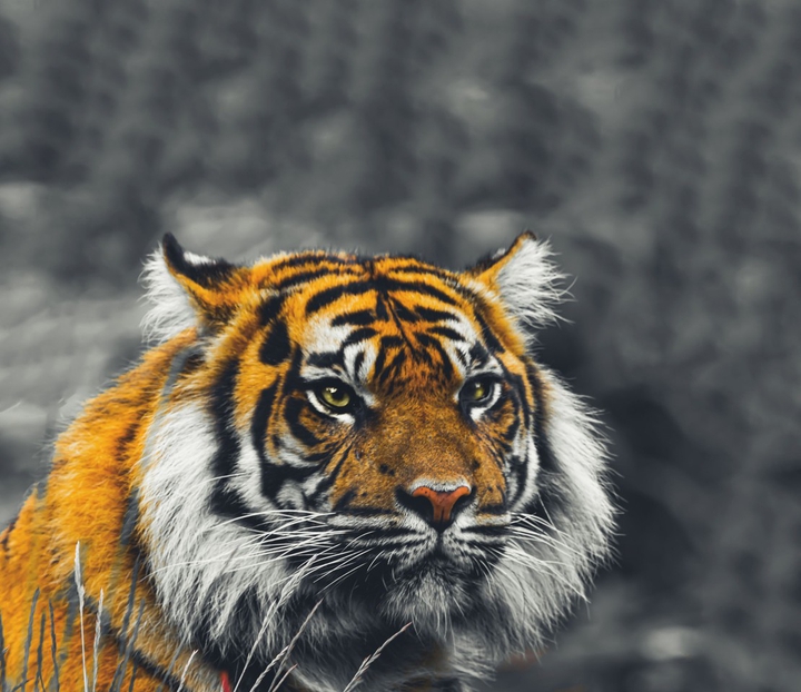 Tigers