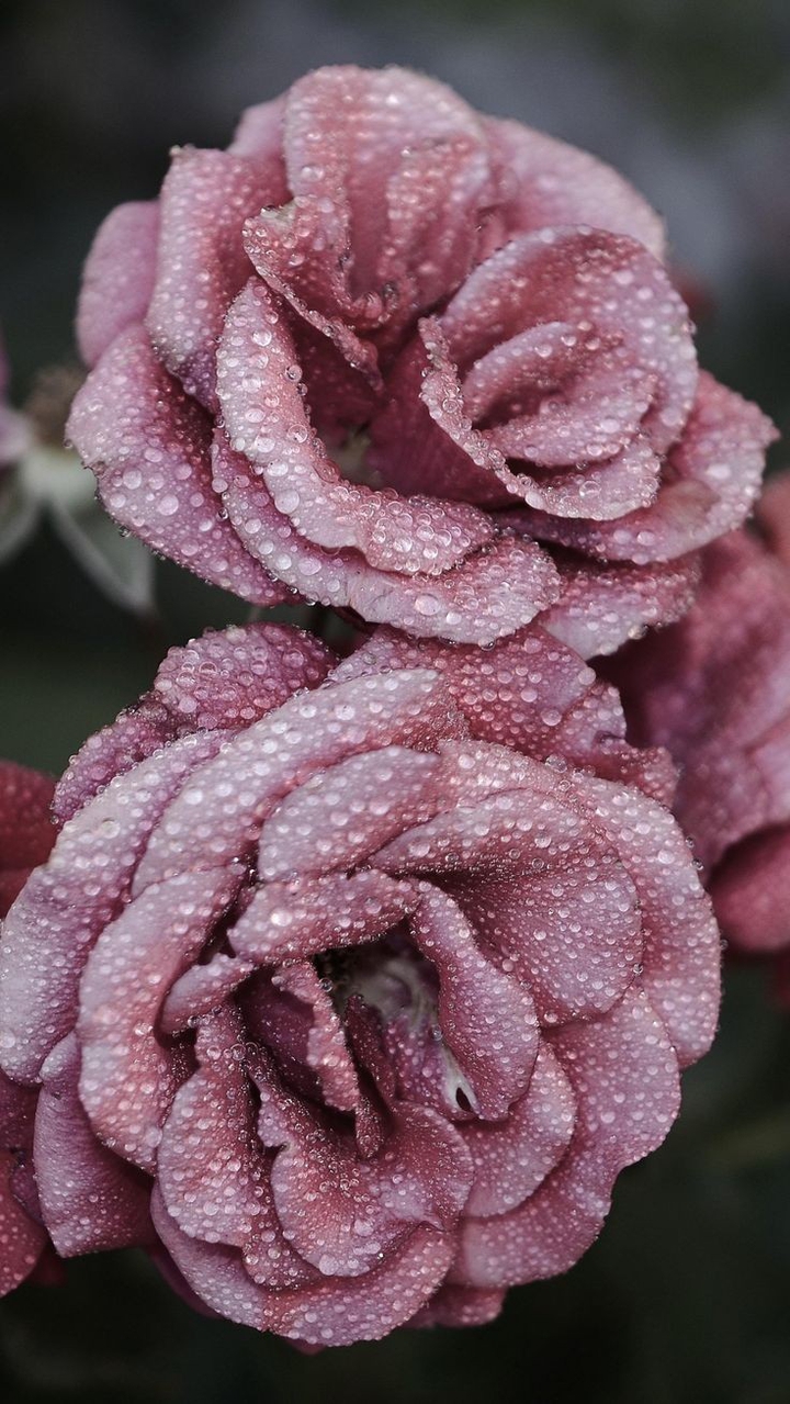 Pink roses