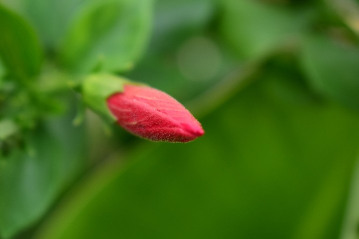 bud