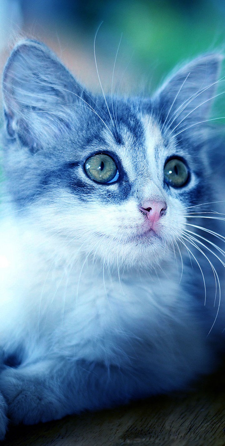 cat?