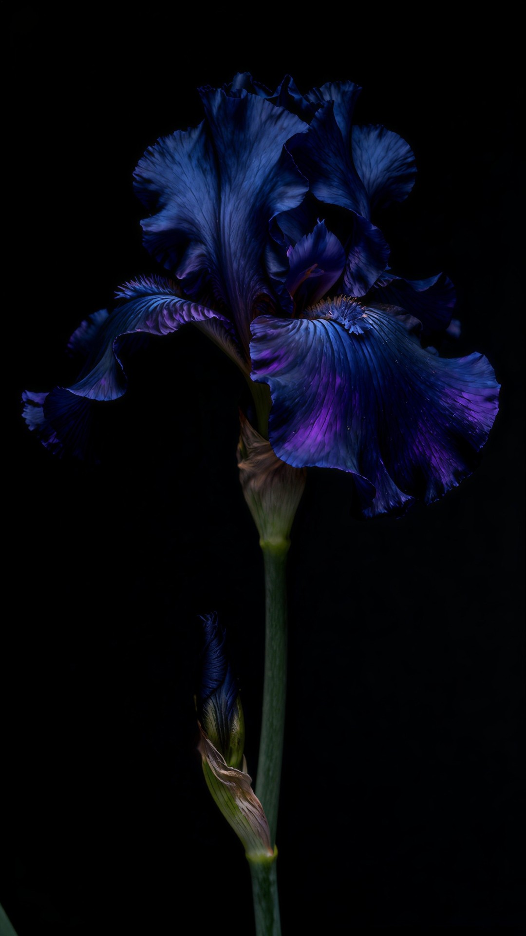 Beauty Blooms in The Darkness