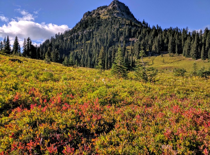 Wild flowers near Tipsoo Lake