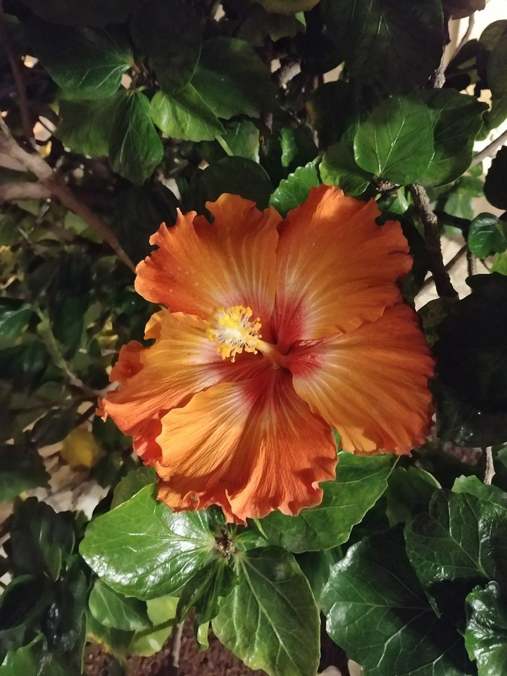 hibiskus