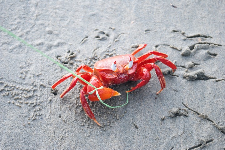 Beach criminal apprehended.! (´ｰ｀)