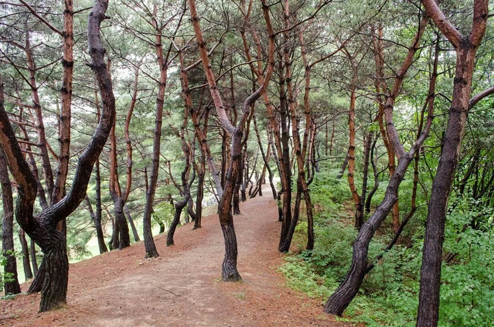 Trees on our Trails