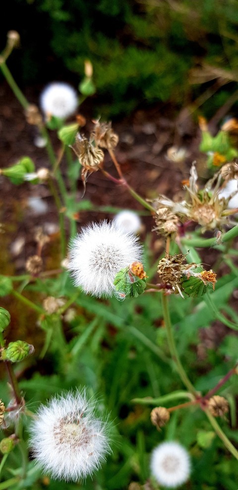 רקעים grass, crassocephalum