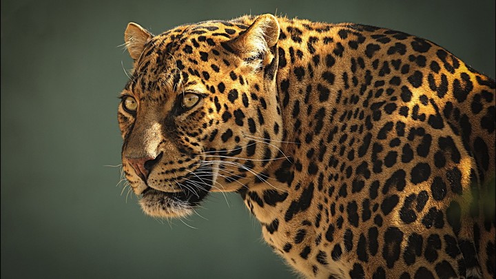 cheetah