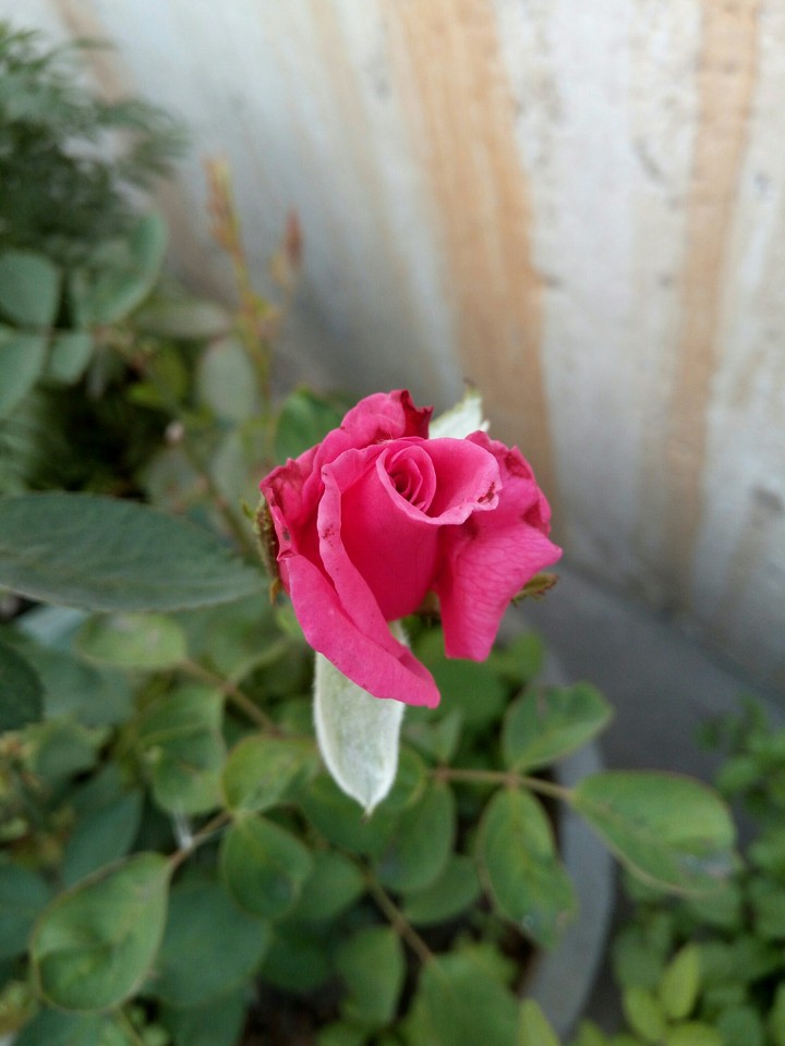 Pink rose