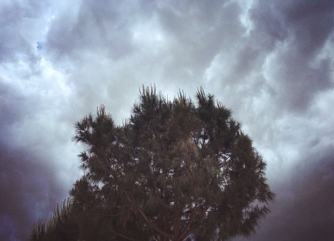 lonely tree