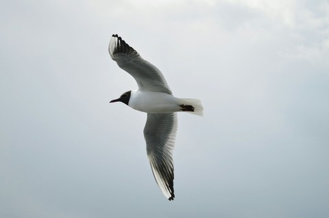 seabird
