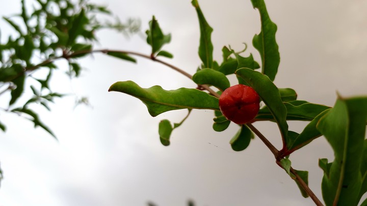 pomegranate
