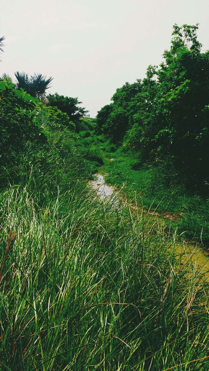 Grass