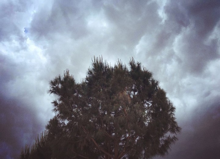 lonely tree