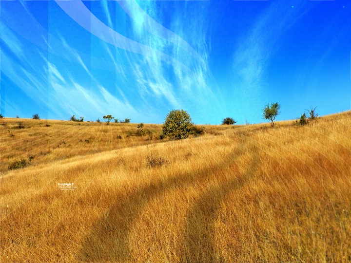 corn field