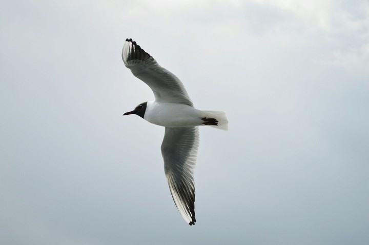 seabird