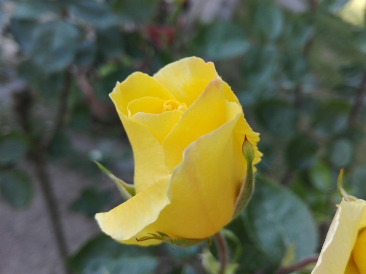 rose