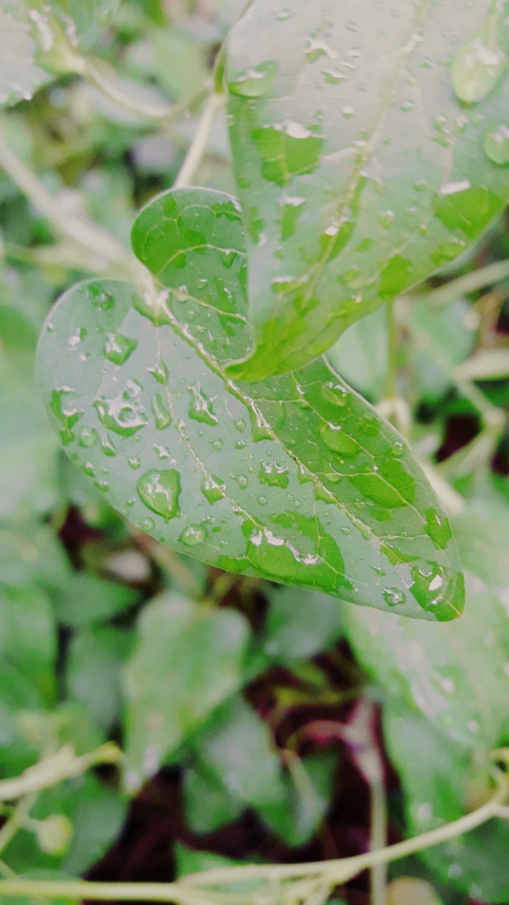 green leaf