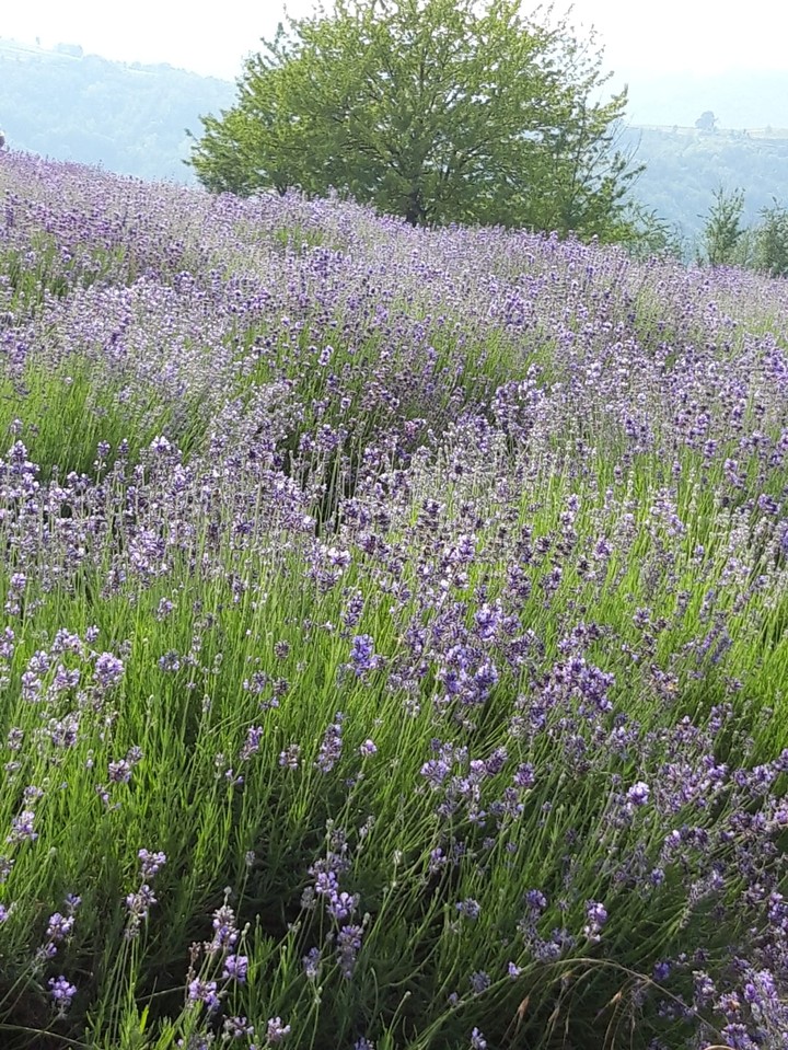 Lavanda