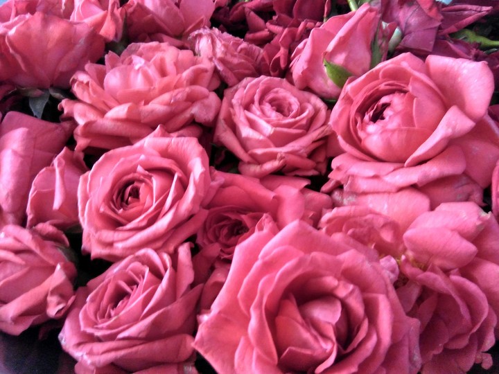 L♡V€ roses.... !