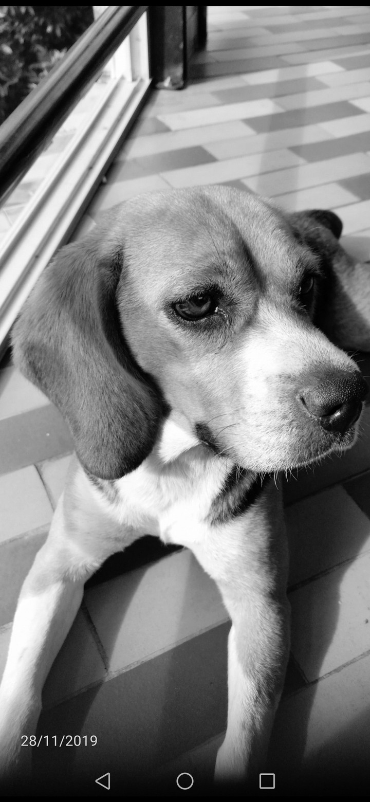 BEAGLE