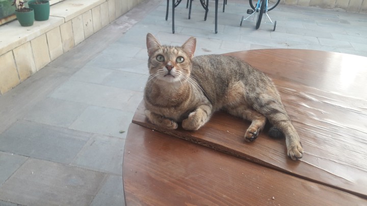 cat