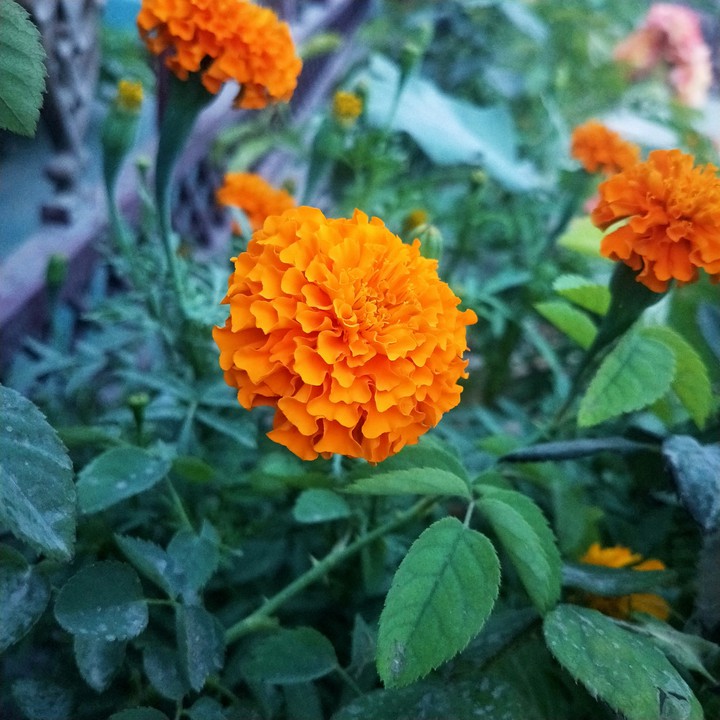 merrigold beauty