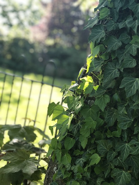 Ivy tree