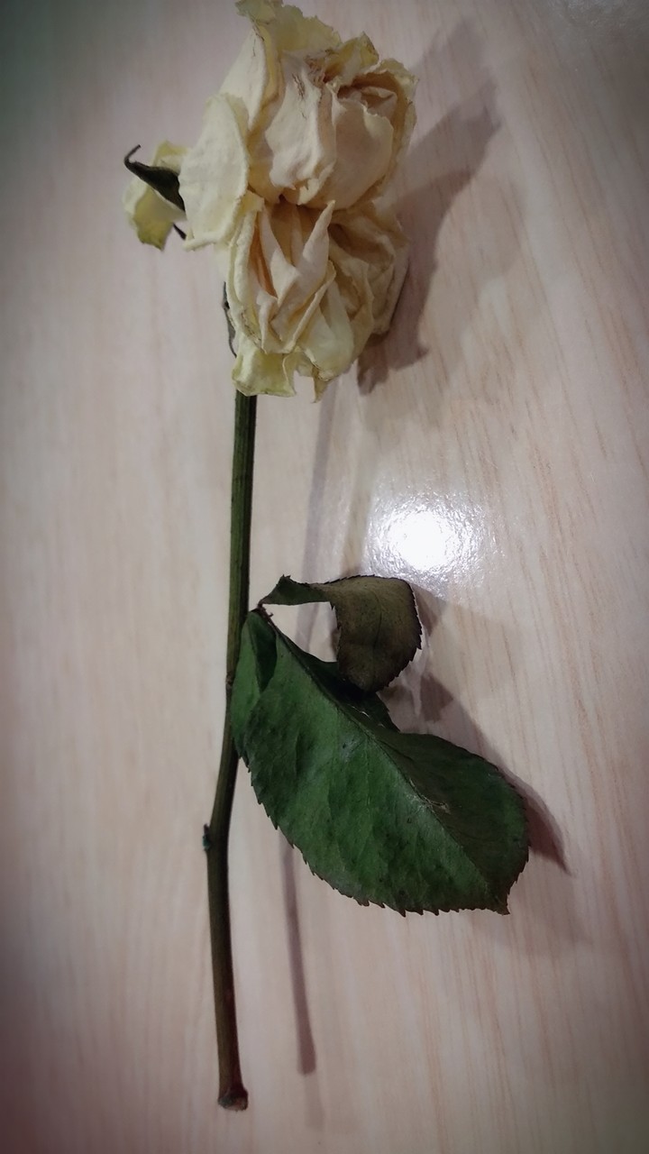 Dried rose