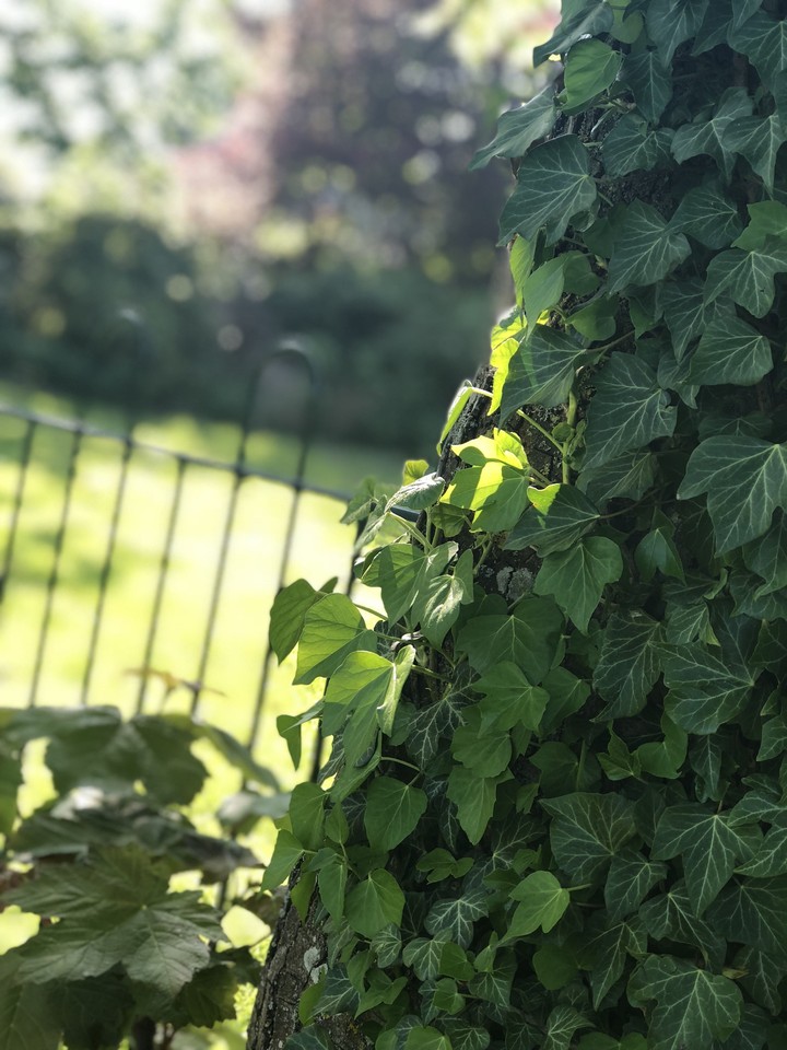 Ivy tree