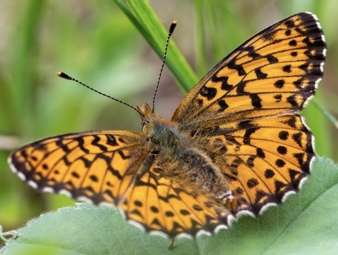 sfondi pollinator, boloria
