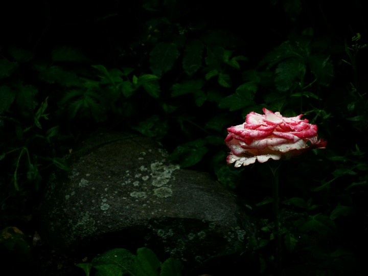 Rose in darkness