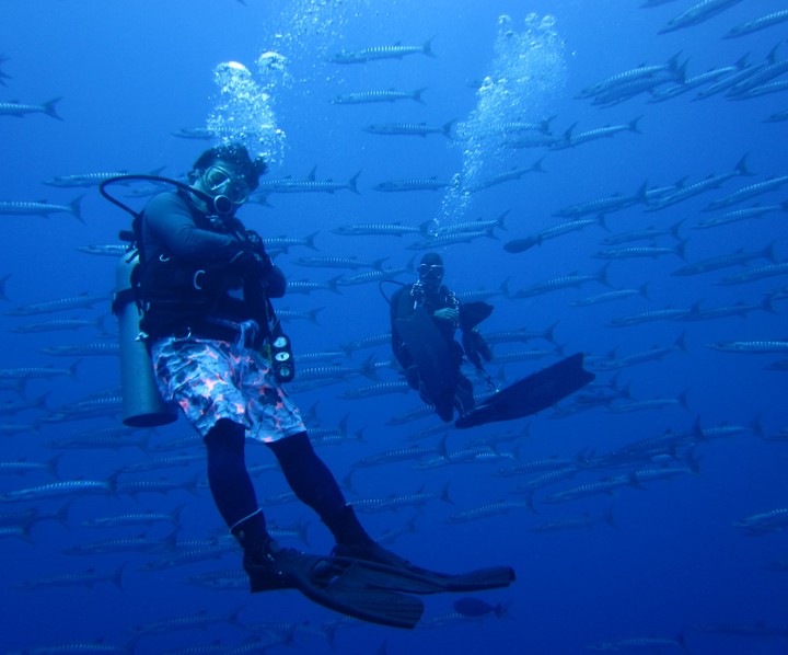 barracuda  fish