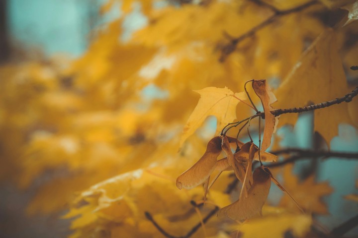 клен