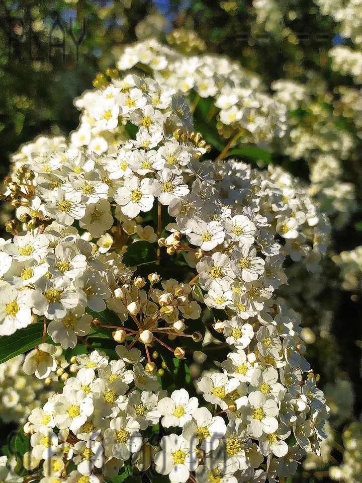 flowers ,